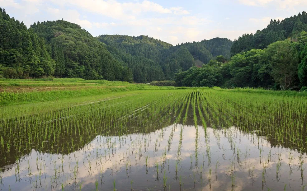 国産米粉の原料となる日本の水田